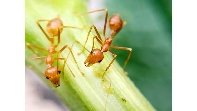 Close-Up Of Fire Ants On Plant