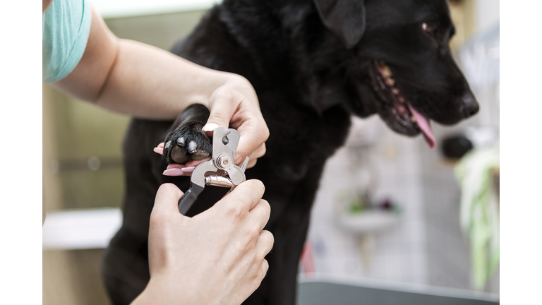 Dog groomer cutting nails on black Labrador retriever dog