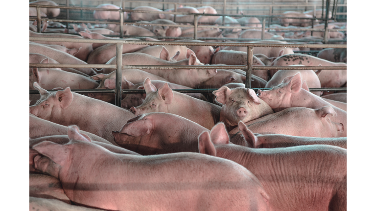High Angle View Of Pig Farm