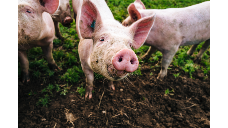 Portrait Of Pig Standing In Farm