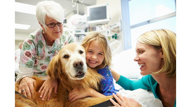 Young Girl Being Visited In Hospital By Therapy Dog