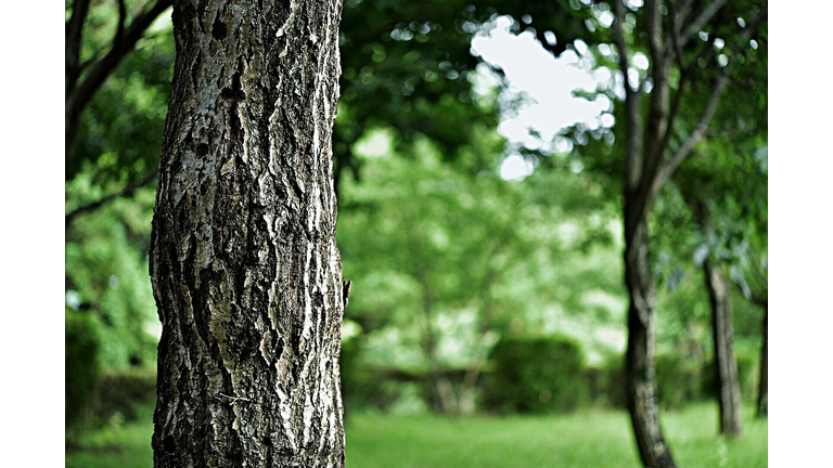 Close-Up Of Trees In Park