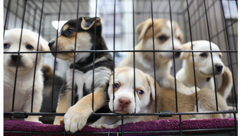 Litter of puppies in animal shelter. Australian Shepherds