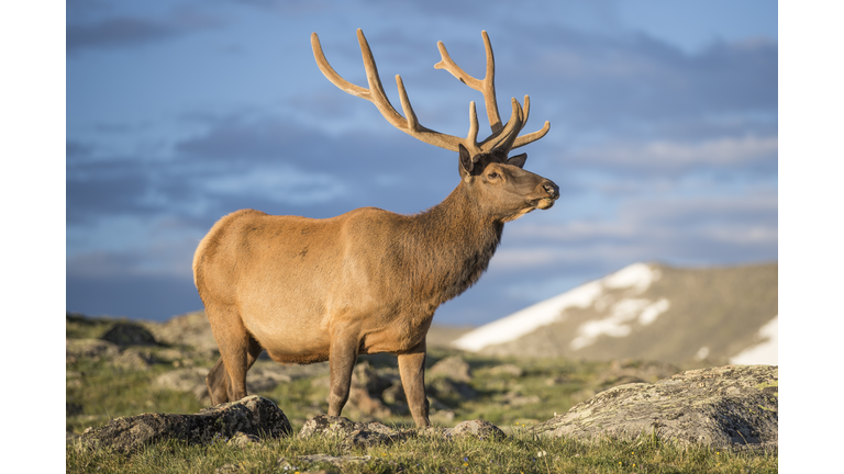 Elk