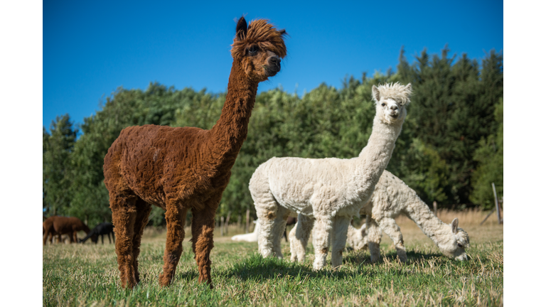 Pack of alpaca