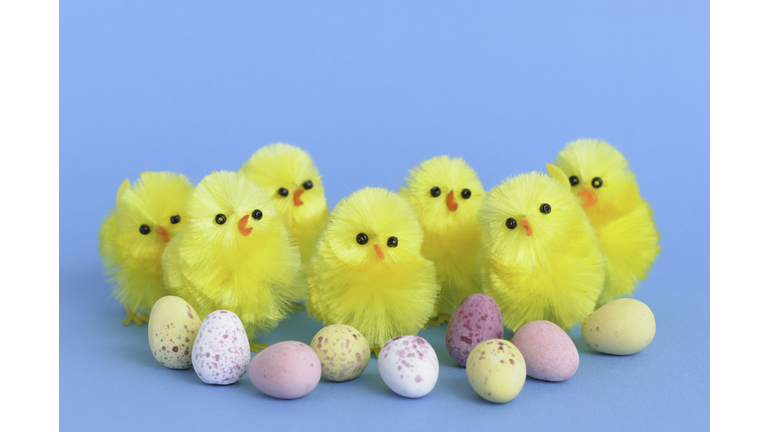 Easter chicks