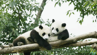 Theresa Lucas - Pandas Playing On A Slide