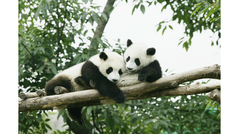 Two giant Pandas (Ailuropoda melanoleuca)in tree