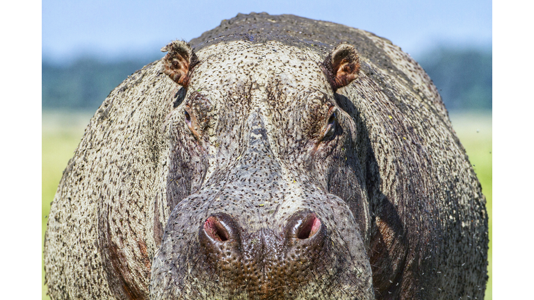 Dominant Male hippo