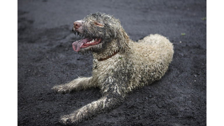 A muddy dog