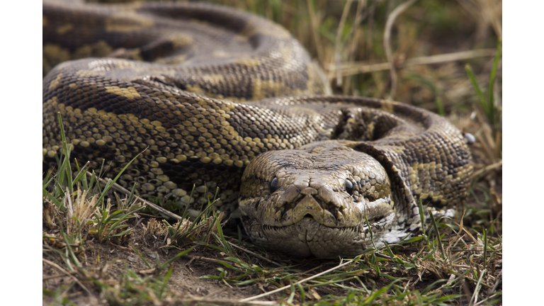 African rock python head portrait