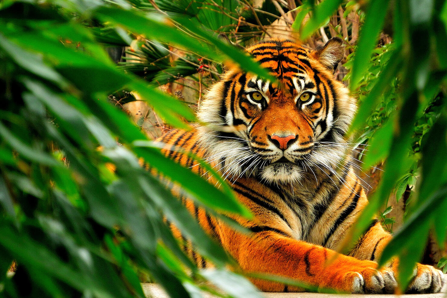 Bengala tiger
