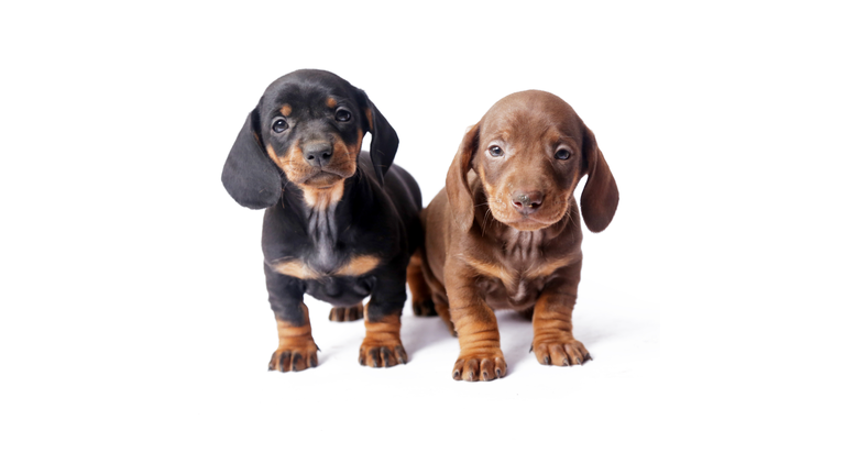 Two Dachshund puppies on white background