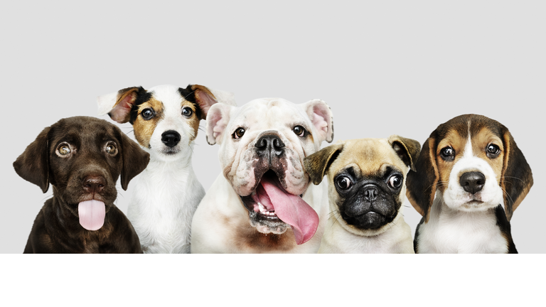 Group portrait of adorable puppies