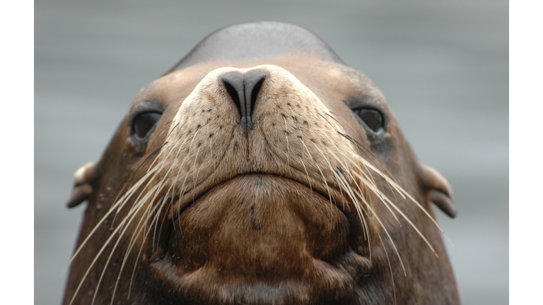Sea Lion