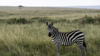 Jodi Stewart - Ed, the Viral Run-Away Pet Zebra is Home near Nashville after Great Escape!