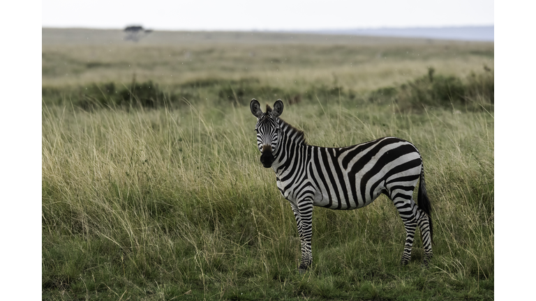 A lone zebra grazing in the plains of Masai Mara National Reserve