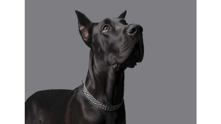 Great Dane