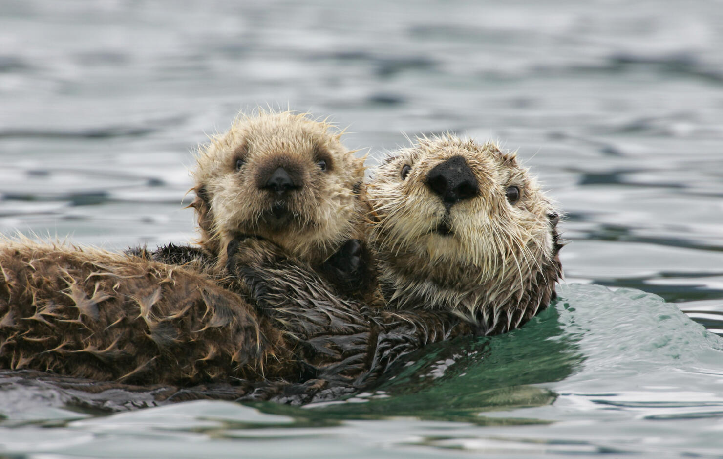 Sea Otter with Pup