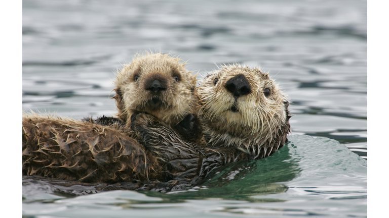 Sea Otter with Pup