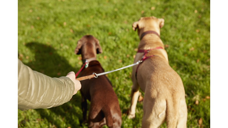 Dog walker with two dogs on leads