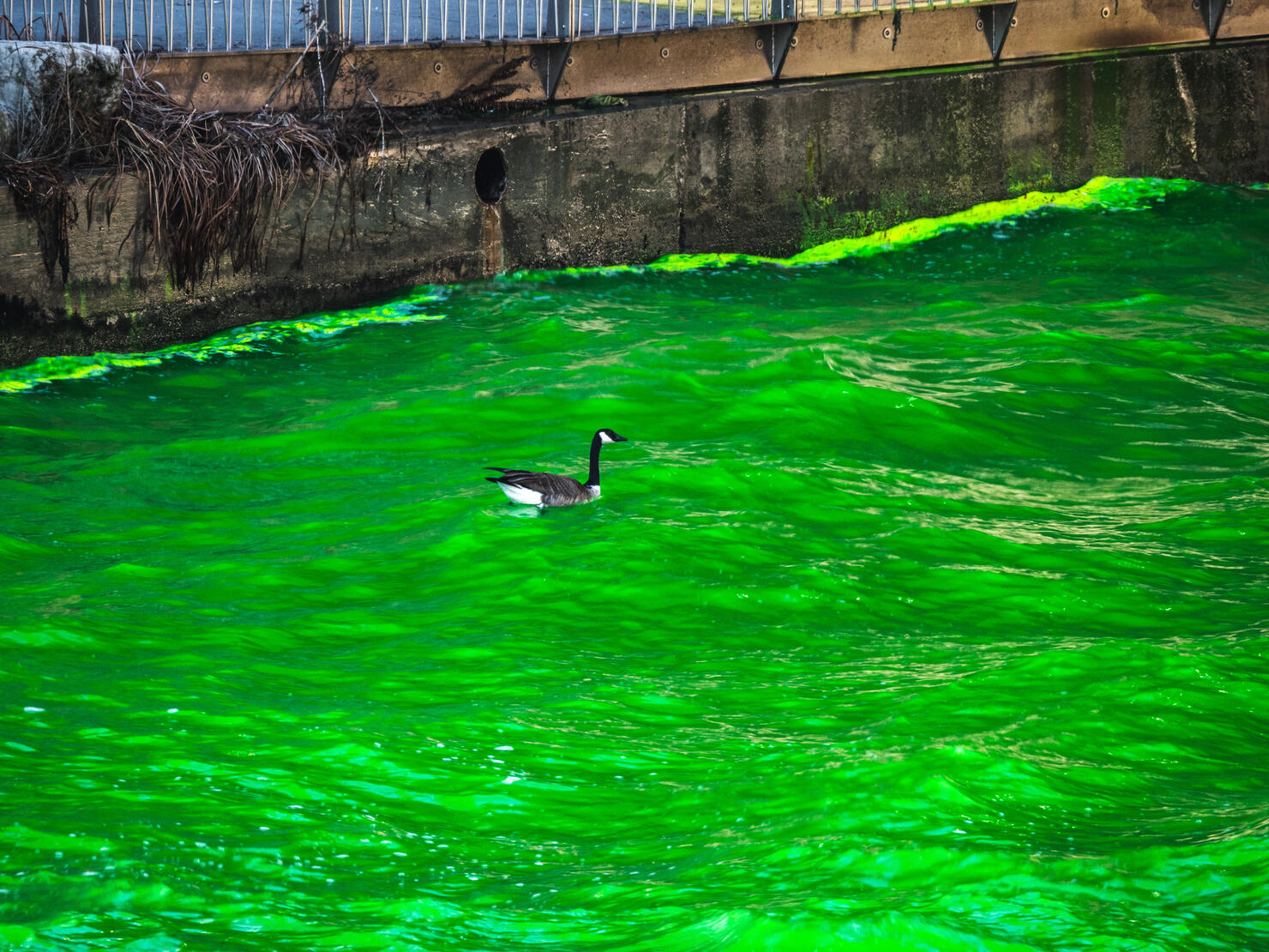 A bewildered and confused wild Canadian Goose lands and swims in the bright green water of the Chicago River during the annual St. Patrick's Day celebration and event.