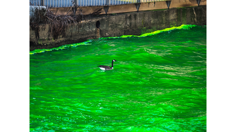 A bewildered and confused wild Canadian Goose lands and swims in the bright green water of the Chicago River during the annual St. Patrick's Day celebration and event.