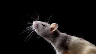 VIDEO: Chaos Ensues as Giant Rat Runs Around Orlando Airport Terminal