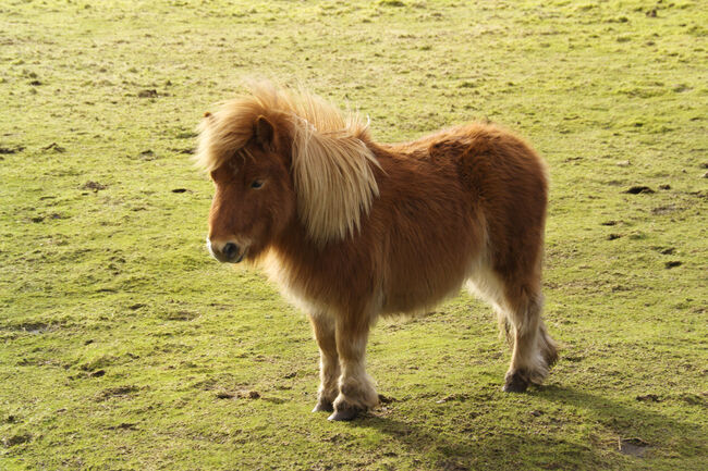 Shetland Pony stood in a field, Scotland