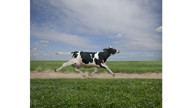 Cow running on dirt path in crop field