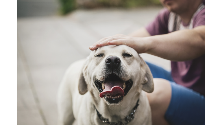 Dog being stroked by his owner