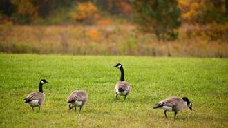 Cases of Avian Influenza Reported at Two Iowa Lakes