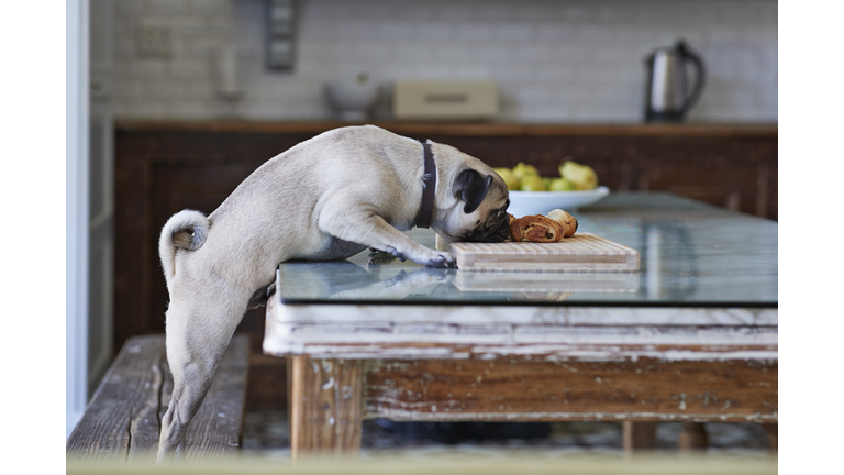 Puck dog stealing pastry from dinner table in kitchen