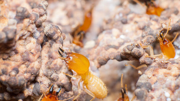 UF Scientists Identify New Hybrid Termite in South Florida