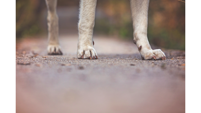 Paws of Dog with Three Legs on Bridge