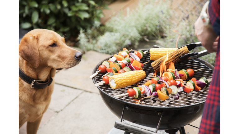 Labrador dog looks interested at food on barbecue.