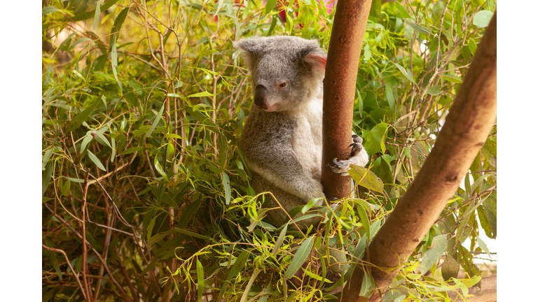 Sad koala in green leaves