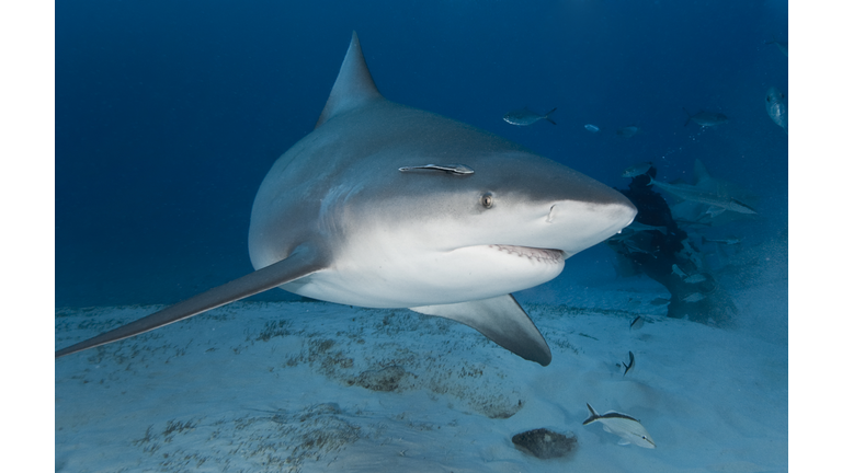 Bull Shark in Deep Water