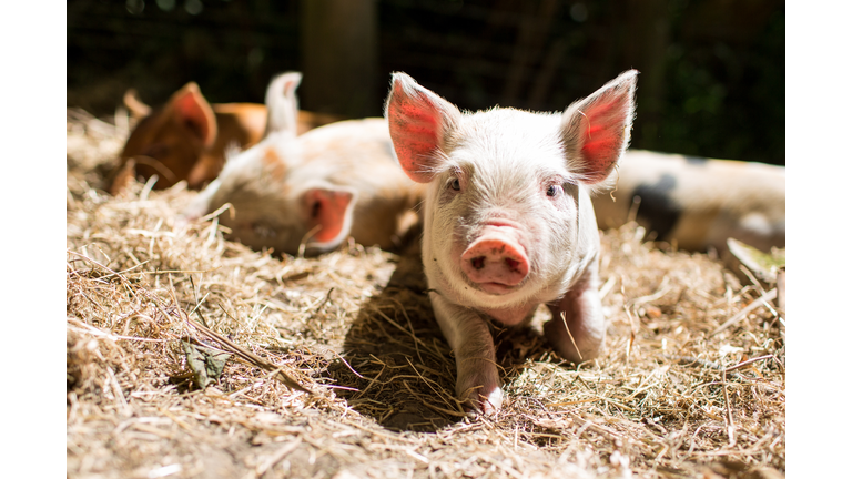 front view closeup of black and white spotted piglet on hay on a sunny day