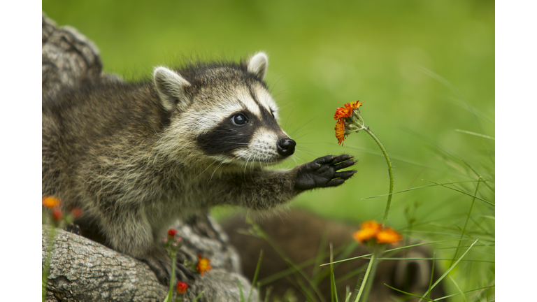Northern Raccoon reaching for flower