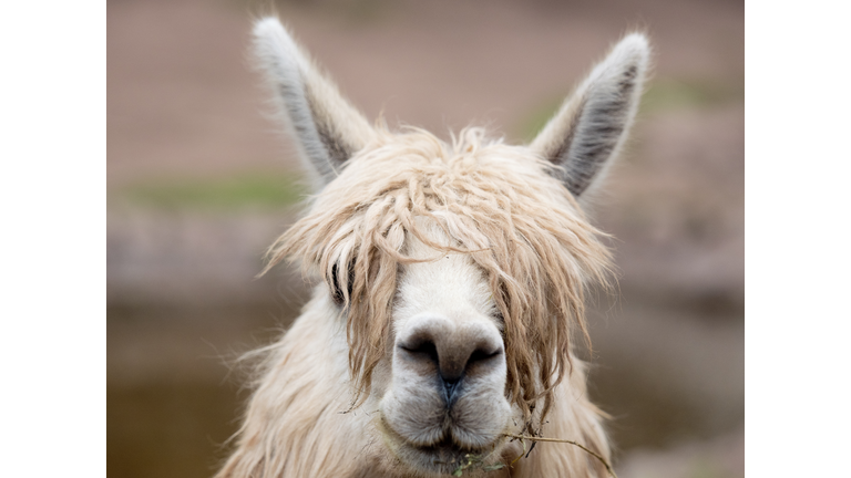 A Llama in Awanakancha, Bolivia 8