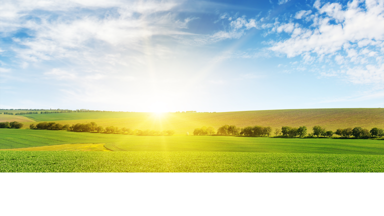 Bright dawn over corn field.