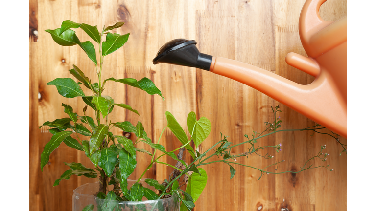 Cropped Image Of Person Watering Potted Plant