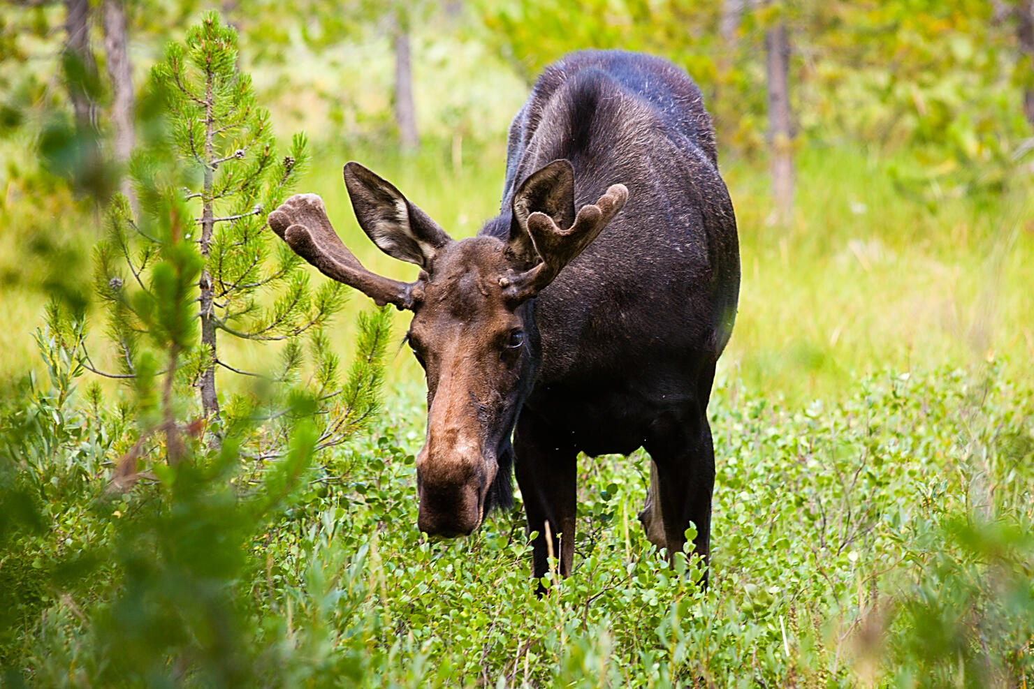 Young Bull Moose Makes Eye Contact with Camera