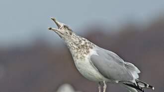 Lady Drunkenly Takes Home Seagull Sick With Bird Flu