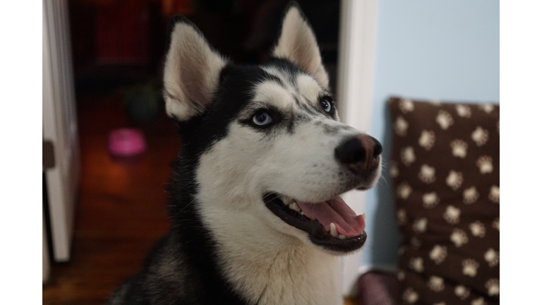 Close-Up Of Husky At Home