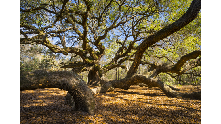 South Carolina Lowcountry Angel Oak Tree Charleston SC Nature Scenic