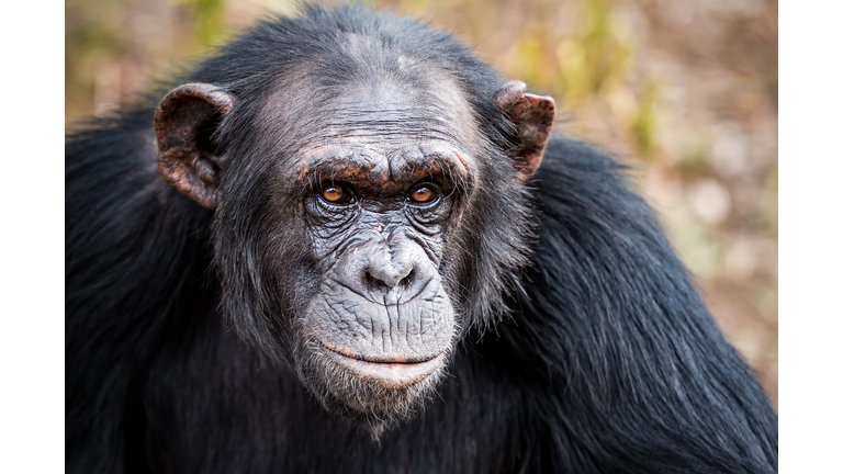 Chimp portrait