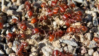 Surveillance, Crazy Ants, CO2, & Unexplained Booms