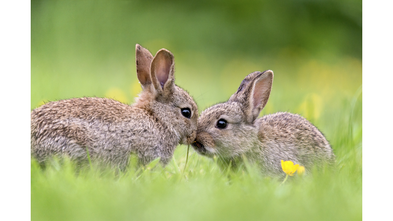 Two Baby Wild Rabbits Kissing